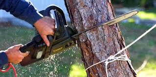 Best Lawn Watering Services  in Woodstown, NJ