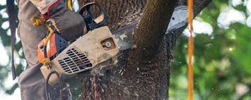 Best Hazardous Tree Removal  in Woodstown, NJ