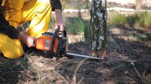 Best Tree Removal  in Woodstown, NJ
