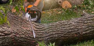 Best Lawn Renovation and Restoration  in Woodstown, NJ