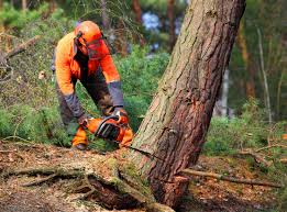 Best Tree Health Inspection  in Woodstown, NJ