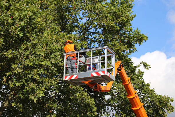 Best Arborist Consultation Services  in Woodstown, NJ