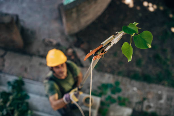 Best Tree Trimming and Pruning  in Woodstown, NJ