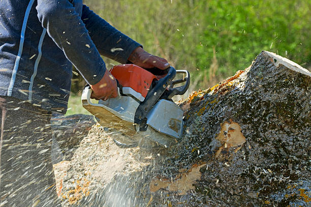 Best Pest Control for Lawns  in Woodstown, NJ