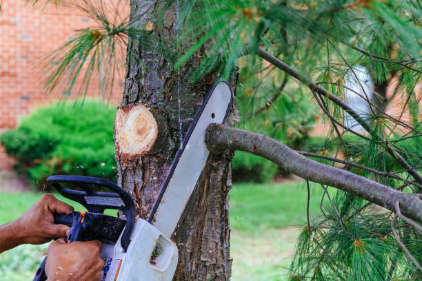 Trusted Woodstown, NJ Tree Removal Experts